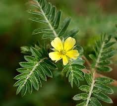 Гокшура (Tribulus terrestris)