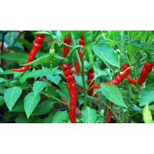 Red Chilli: Uses, Benefits, Side Effects By Dr. Smita Barode